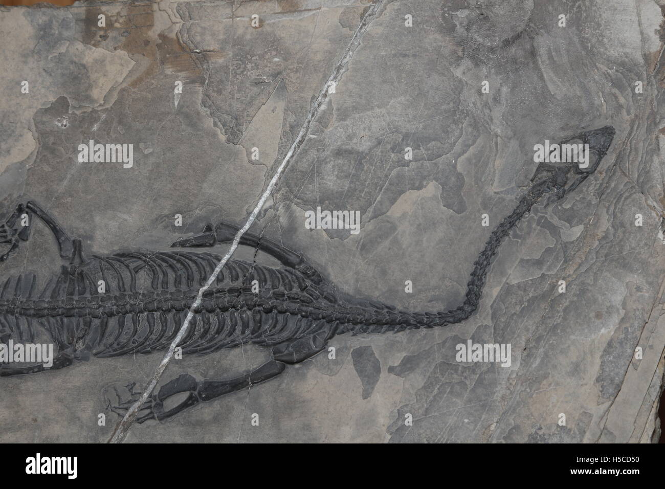 Fossile Reptil Keichousaurus Hui, späten Trias, China Stockfoto