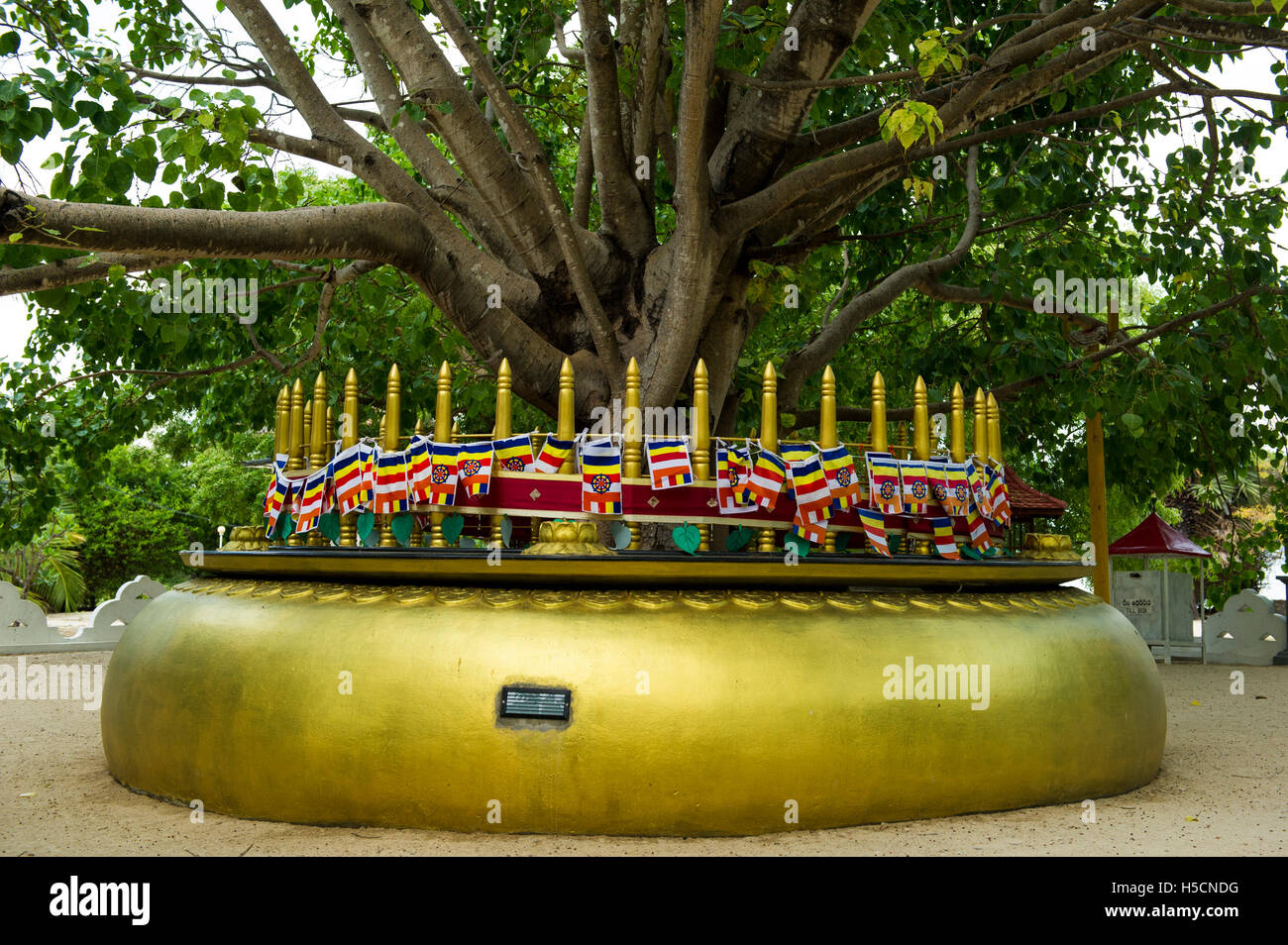 Bodhi Baum, Dambakola Patuna Sangamiththa buddhistischen Tempel, Halbinsel Jaffna, Sri Lanka Stockfoto