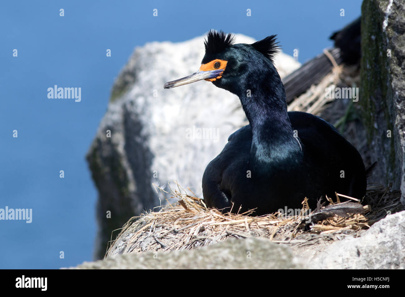 mit rotem Gesicht sitzen in einem Nest keine Felsvorsprung Kormoran Stockfoto
