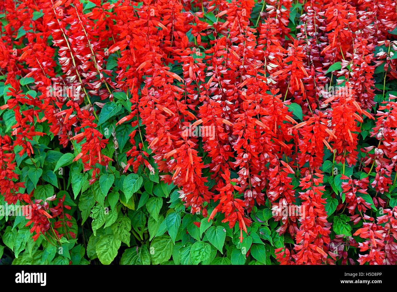 rot Salvia Pflanzen im Sommergarten Stockfoto