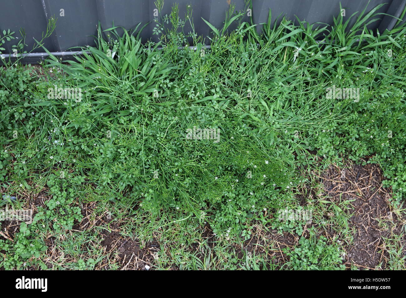 Rasen und Unkraut wächst in der Nähe von Backstein Metallzaun Stockfoto