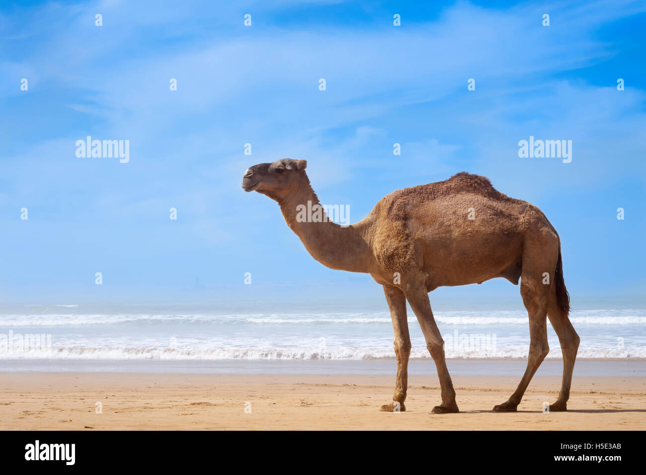 Kamel am Strand Sand und blauem Himmel gelb Stockfoto