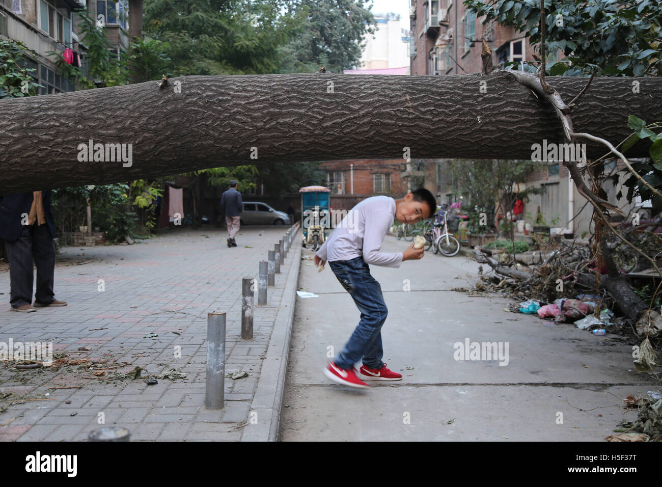 Zhengzhou, Zhengzhou, China. 19. Oktober 2016. Zhengzhou, CHINA-Oktober 19 2016: (nur zur redaktionellen Verwendung. CHINA aus) ein umgestürzter Baum blockiert Straße in Zhengzhou, Hauptstadt der Provinz Zentral-China Henan, 19. Oktober 2016. Die 20 Meter hohe Baum hat für etwa zwei Wochen auf den Boden gefallen so dass es unbequem für die Bewohner. © SIPA Asien/ZUMA Draht/Alamy Live-Nachrichten Stockfoto