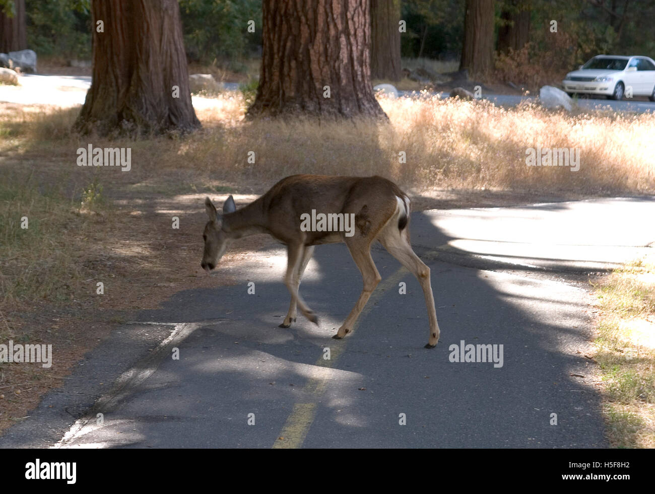 27. November 2005; Yosemite, CA, USA; Yosemite National Park ist fast 1.200 quadratische Meilen von malerischen wilden Länder beiseite 1890 von John Muir, die zentralen Sierra Nevada zu bewahren. Von 2.000 Fuß über dem Meeresspiegel bis hin zu mehr als 13.000 Fuß, hat der Park alpinen Wildnis, 3 Mammutbäume und Yosemite Valley. "Das unvergleichliche Tal" genannt, ist Yosemite ein Gletscher geformten Canyon. Springende Wasserfälle, inspirierte abgerundete Kuppeln, massiven Monolithen und hoch aufragenden Klippen Dichter, Maler, Fotografen und Millionen von Besuchern. Offene Wiesen mit Wildblumen, Eiche Waldland, Nadelbaum f Stockfoto