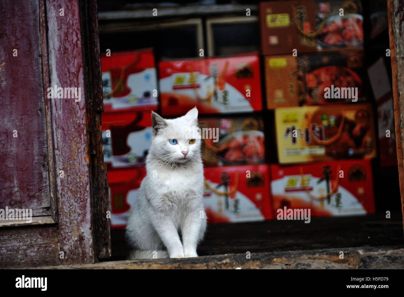 Jinzhong, Jinzhong, China. 20. Oktober 2016. Jinzhong, CHINA-Oktober 20 2016: (nur zur redaktionellen Verwendung. CHINA aus) eine Katze "sichert" ein Geschäft in die antike Stadt Pingyao, Pingyao Grafschaft, Nord-China Shanxi Provinz, 20. Oktober 2016. Pingyao Ancient Town, einer der am besten erhaltenen alten Städte in China, wurde 1997 auf der Liste des Weltkulturerbes der UNESCO aufgenommen. © SIPA Asien/ZUMA Draht/Alamy Live-Nachrichten Stockfoto