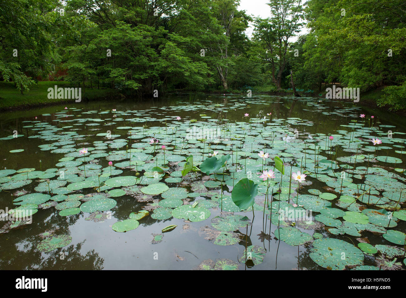 Lotus-Teich, Sigiriya, Sri Lanka Stockfoto