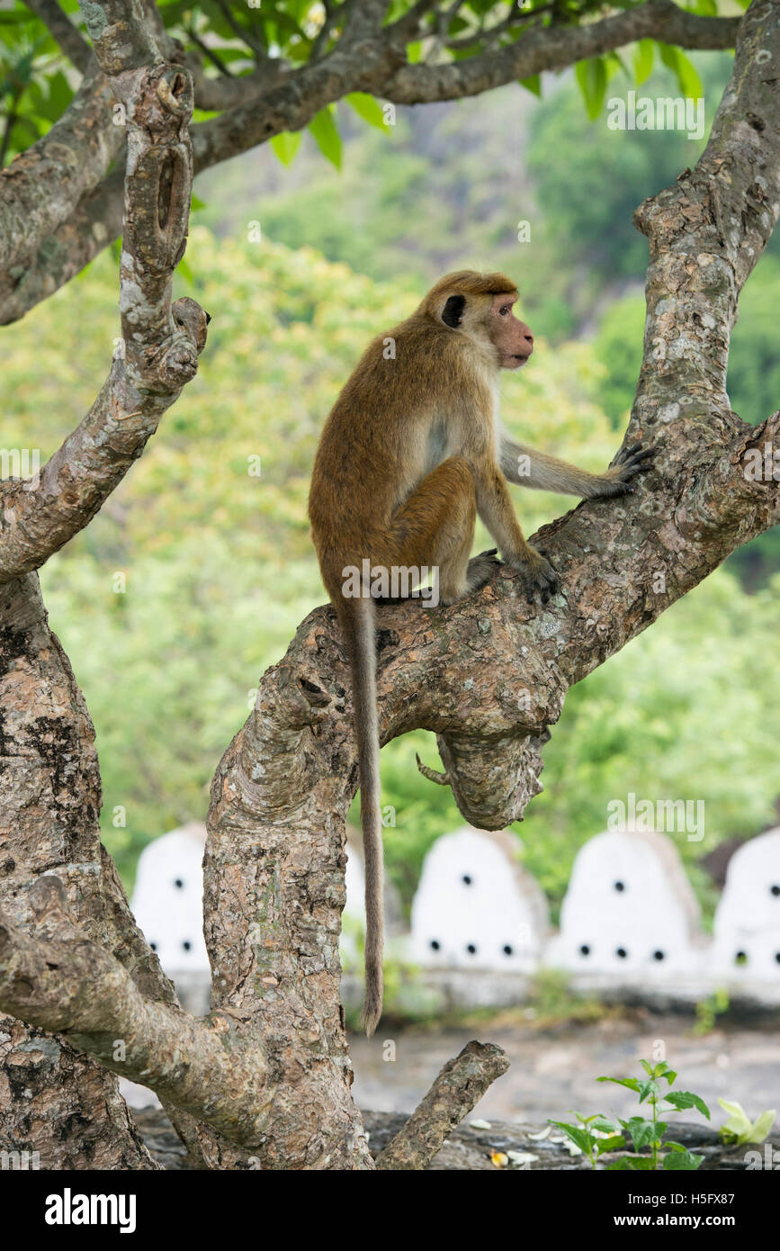 Toque Makaken, Macaca Sinica Sinica, Dambulla, Sri Lanka Stockfoto