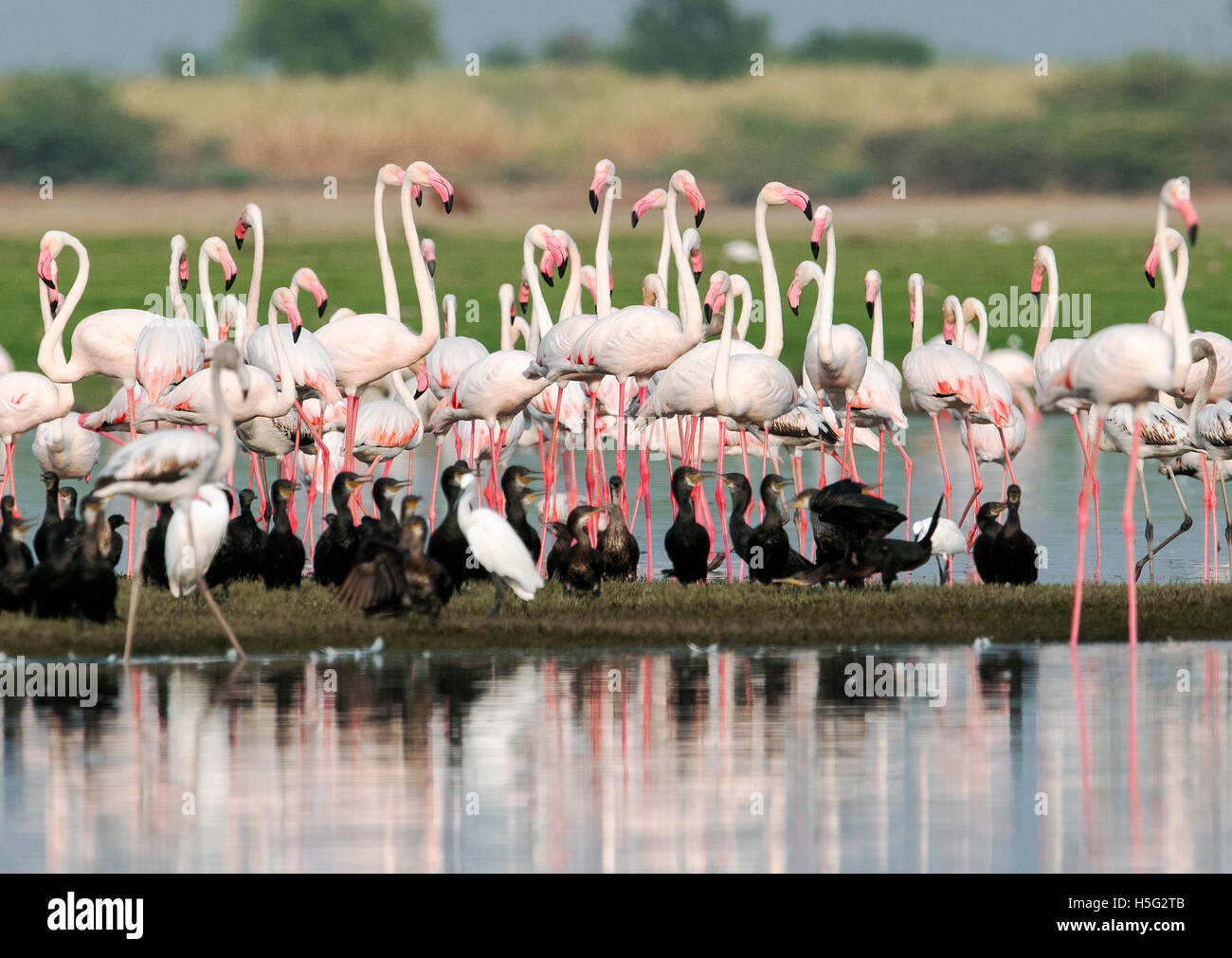 Das Bild des größeren Flamingos (Phoenicopterus Roseus) in der Nähe von Pune, Maharashtra, Indien Stockfoto