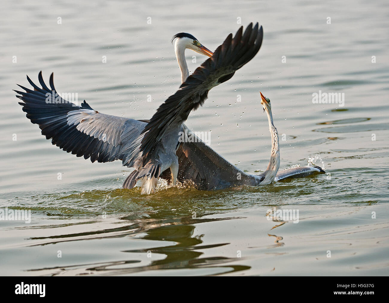 Das Bild der Graureiher (Ardea Cinerea) Kampf um die Fische in der Nähe von Pune, Maharashtra, Indien Stockfoto