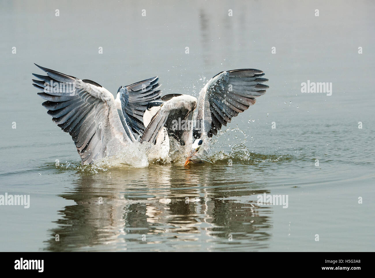 Das Bild der Graureiher (Ardea Cinerea) Kampf um die Fische in der Nähe von Pune, Maharashtra, Indien Stockfoto