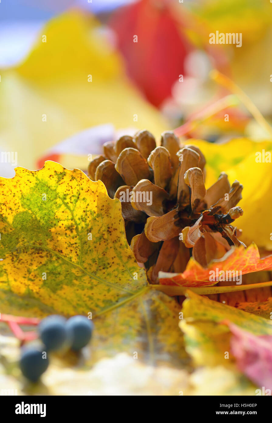 Trockene gelbe Herbstlaub und Tannenzapfen Stockfoto