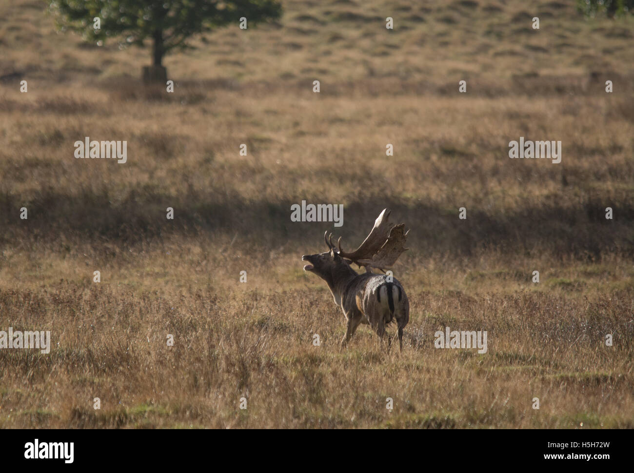 Damwild Buck brüllen während der Brunft Herbstsaison in Petworth Park in West Sussex, England Stockfoto