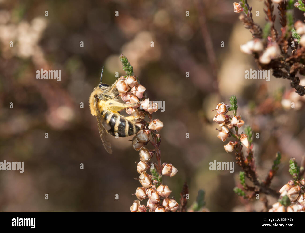 Gelb-beinigen Bergbau-Biene (Andrena Flavipes) auf Heather in Surrey, England Stockfoto