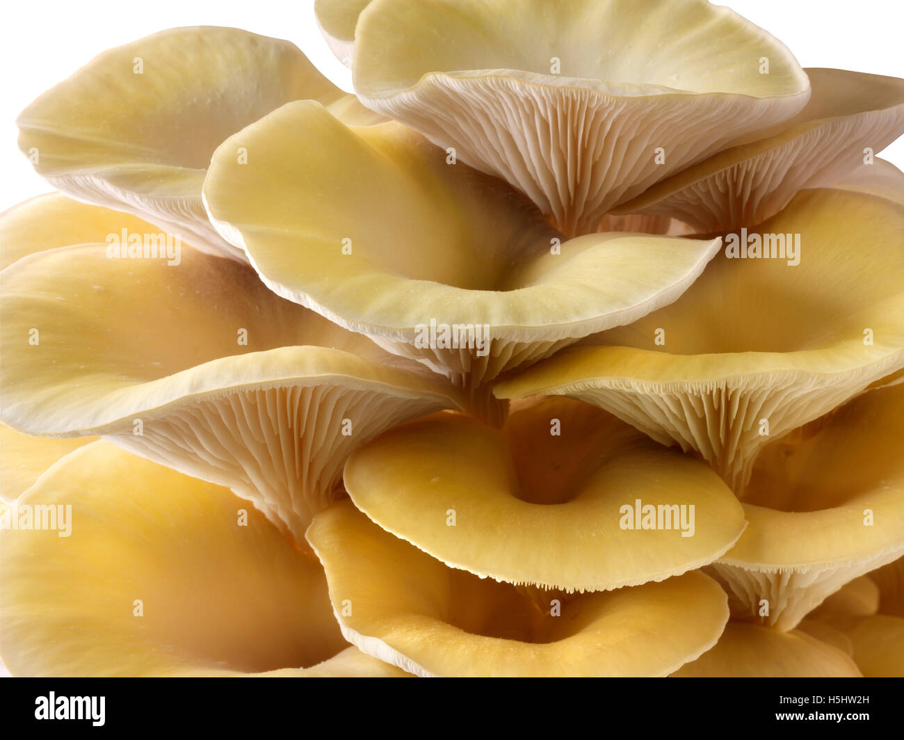 Frisch gepflückt essbar gelb oder golden Austernseitling (Pleurotus) vor einem weißen Hintergrund für ausgeschnitten Stockfoto