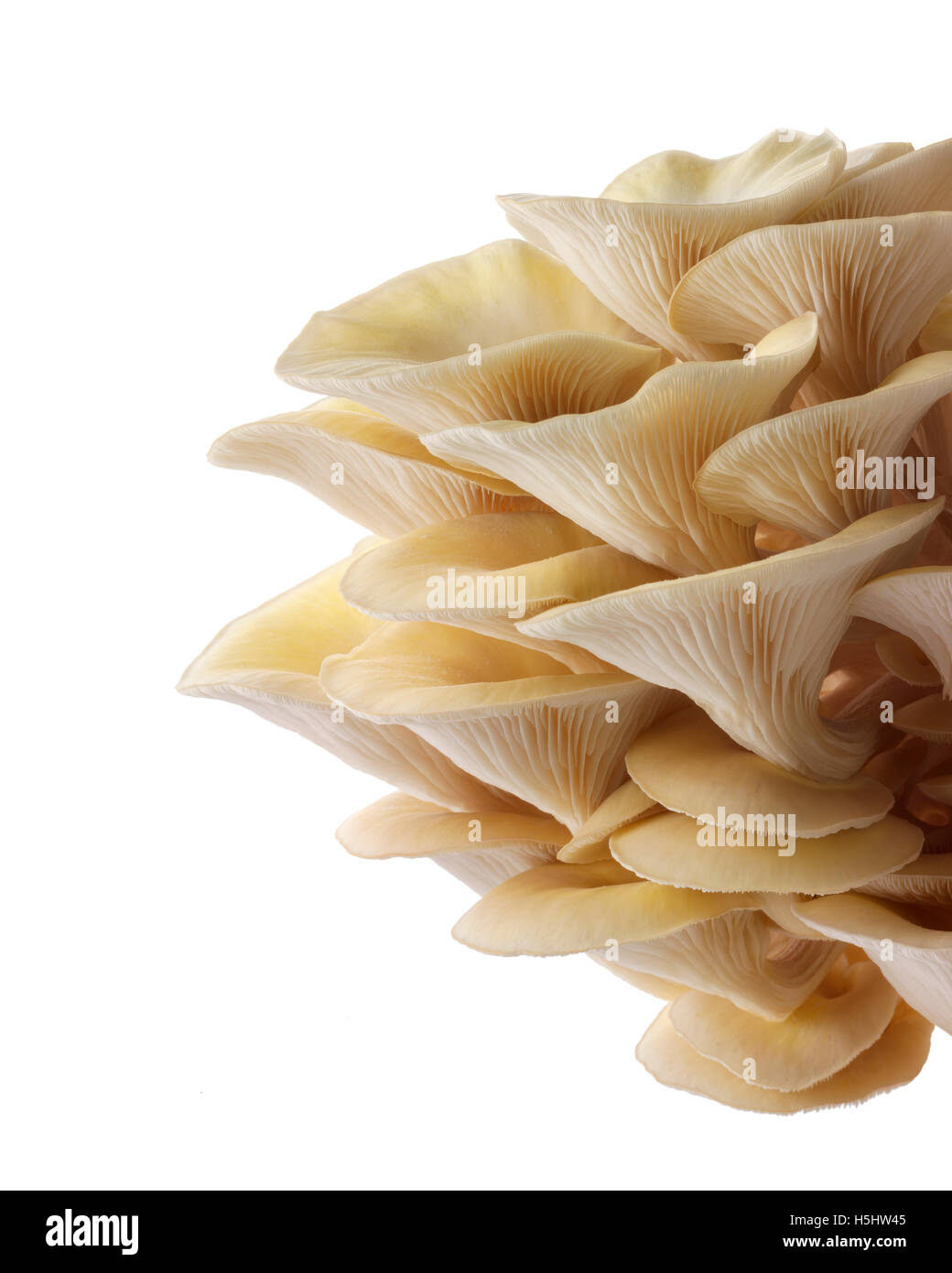 Frisch gepflückt essbar gelb oder golden Austernseitling (Pleurotus) vor einem weißen Hintergrund für ausgeschnitten Stockfoto