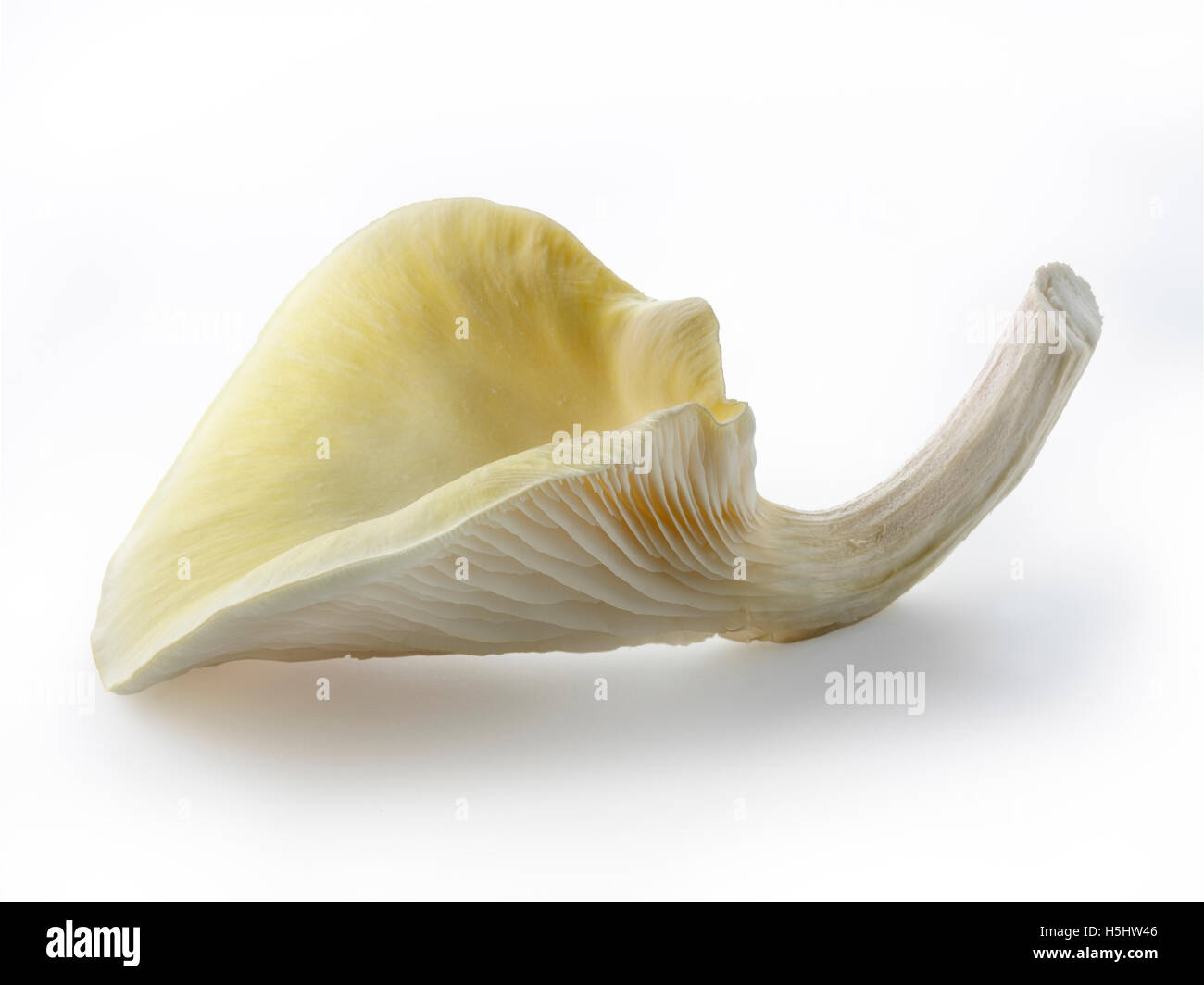 Frisch gepflückt essbar gelb oder golden Austernseitling (Pleurotus) vor einem weißen Hintergrund für ausgeschnitten Stockfoto