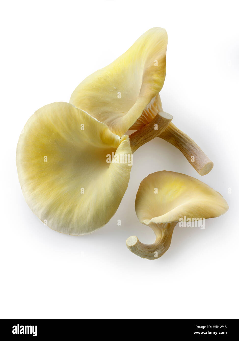 Frisch gepflückt essbar gelb oder golden Austernseitling (Pleurotus) vor einem weißen Hintergrund für ausgeschnitten Stockfoto