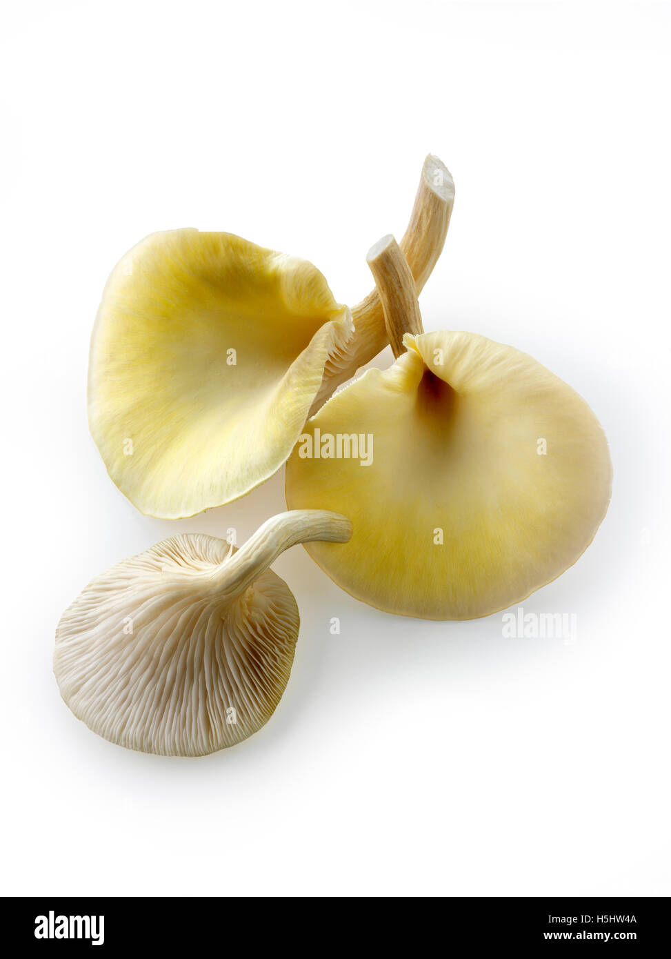 Frisch gepflückt essbar gelb oder golden Austernseitling (Pleurotus) vor einem weißen Hintergrund für ausgeschnitten Stockfoto