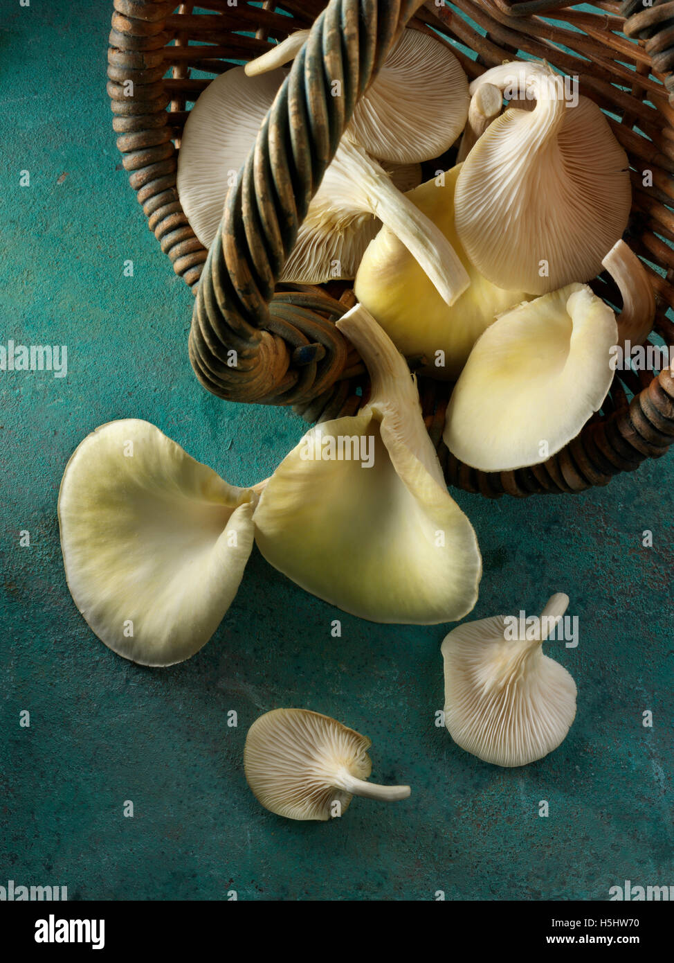 Frisch gepflückt Korb mit essbaren gelb oder golden Auster Pilze (Pleurotus Citrinopileatus) Stockfoto