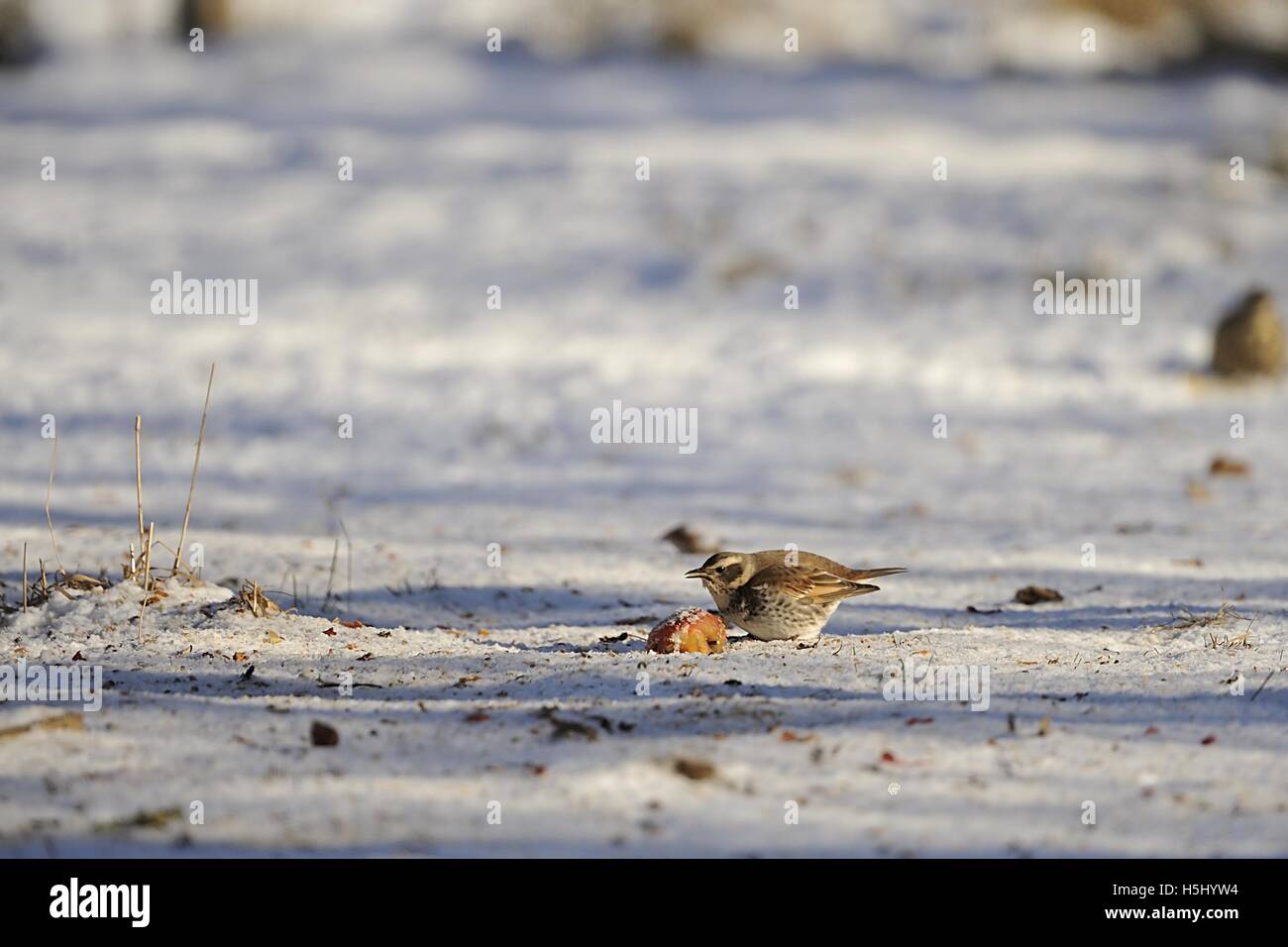 Naumanns überrannt - Dusky überrannt - Red-tailed überrannt (Turdus Naumanni - Turdus Naumanni Eunomus) Fütterung auf einen Apfel im Schnee Stockfoto