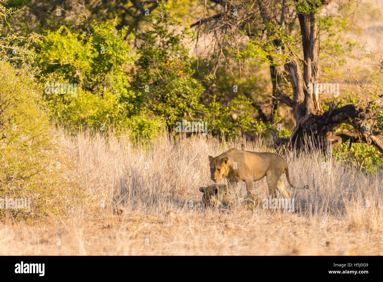 Zwei junge männliche Löwen liegend auf dem Boden in den Busch. Wildlife Safari im Krüger Nationalpark, die schönsten Sehenswürdigkeiten Stockfoto