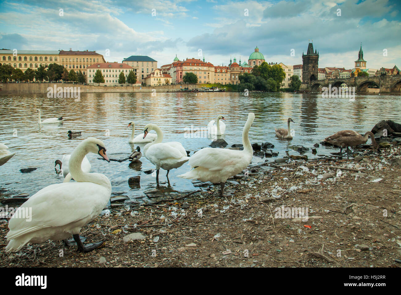 Schwäne am Ufer der Moldau in Prag, Tschechien. Stockfoto