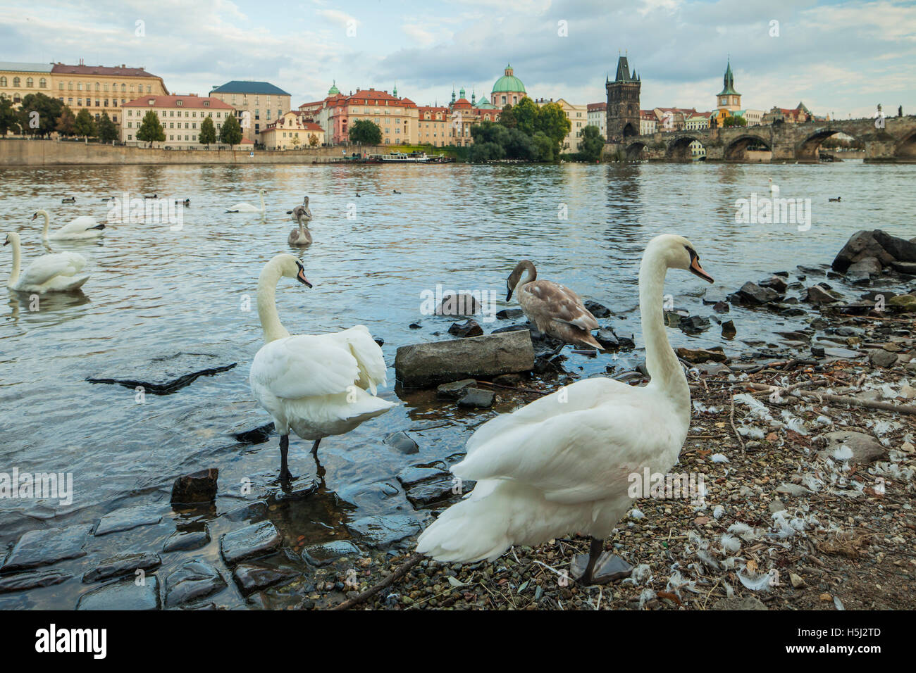 Höckerschwäne am Ufer der Moldau in Prag, Tschechien. Stockfoto