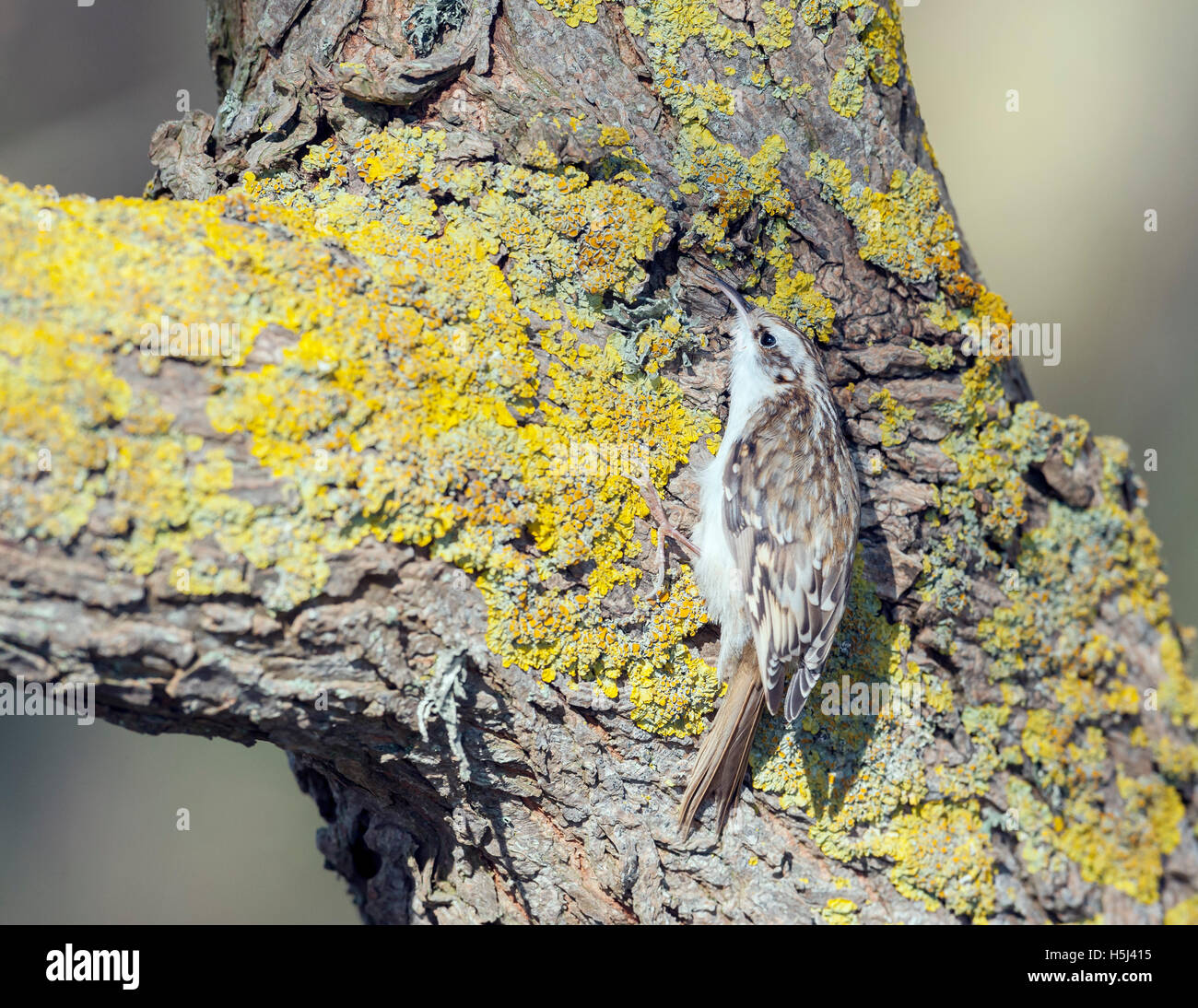 Eurasian treecreeper (Certhia familiaris) Stockfoto
