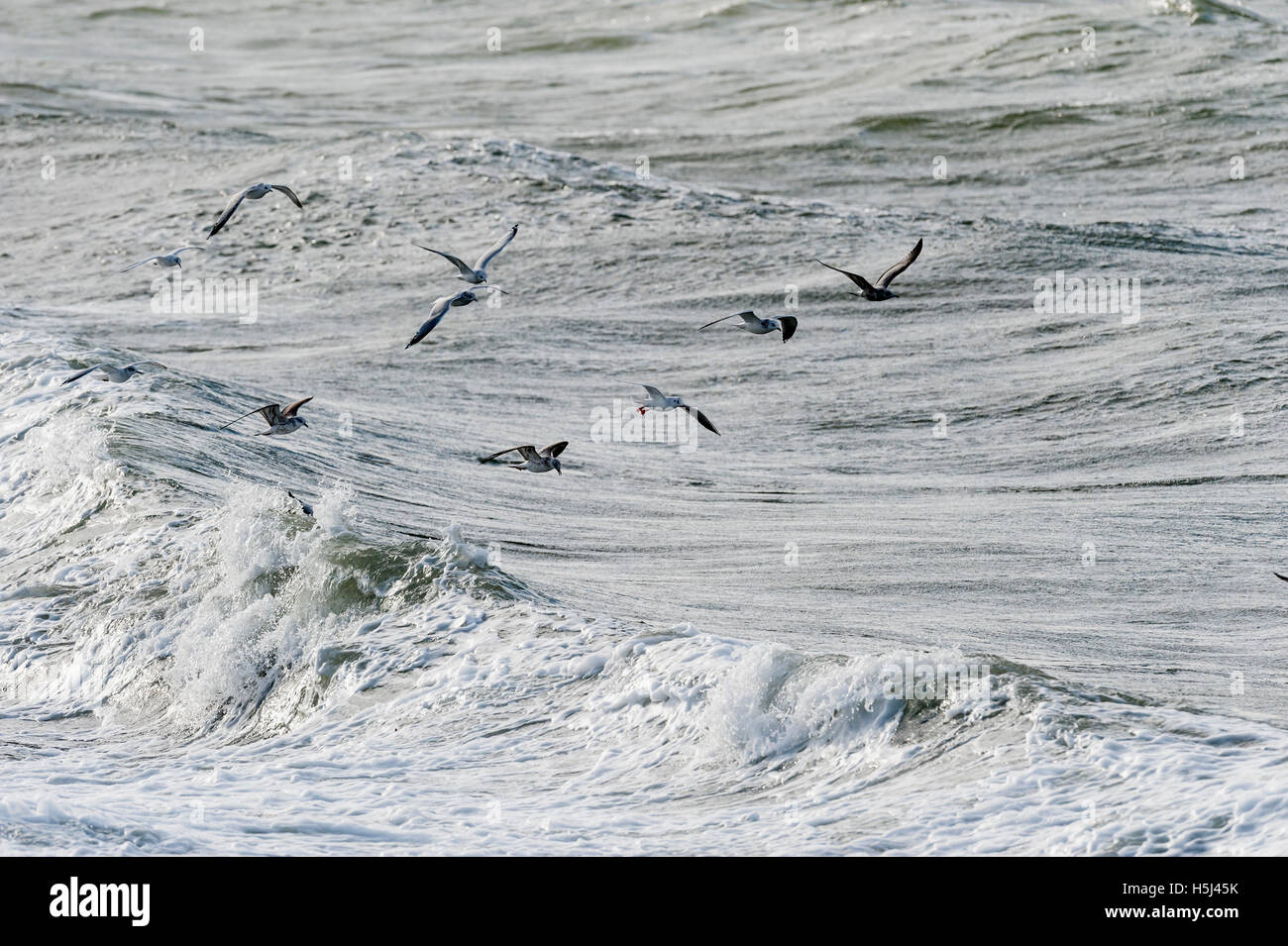 Lachmöwen zwischen Wellen. Ostsee, Schweden Stockfoto