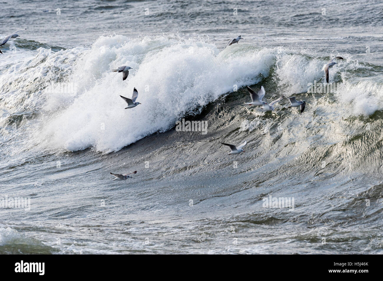 Lachmöwen zwischen Wellen. Ostsee, Schweden Stockfoto