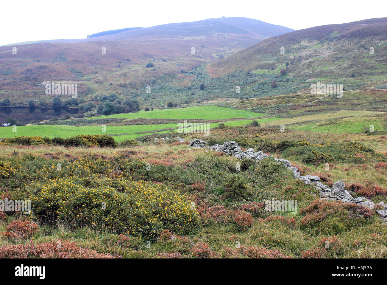 Moor-Landschaft über das Dorf Cilcain, den Clwydian Hügeln mit Moel Famau In Ferne Stockfoto
