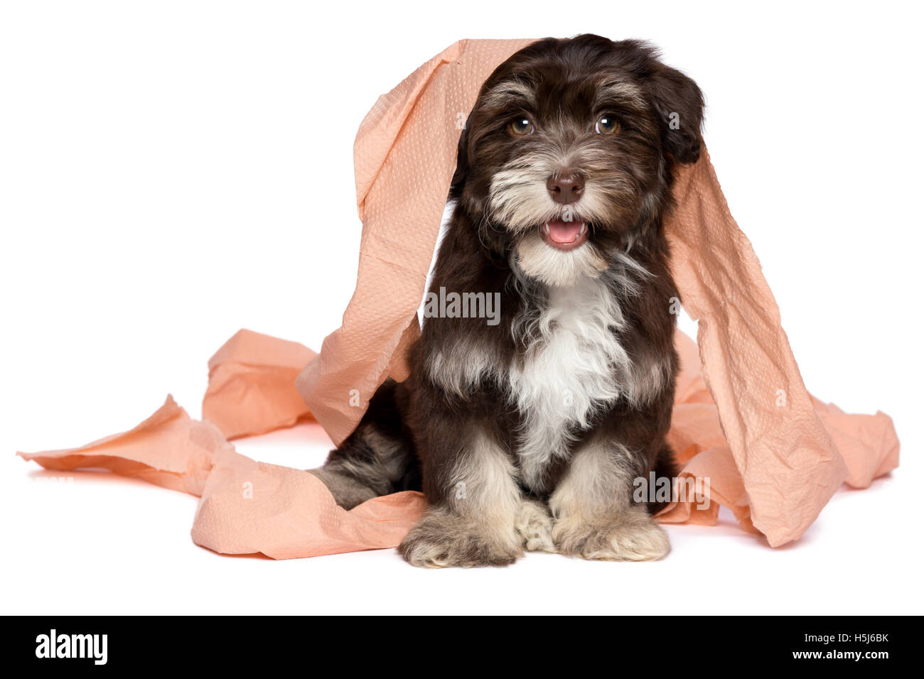 Böser Hund Stockfotos und -bilder Kaufen - Alamy