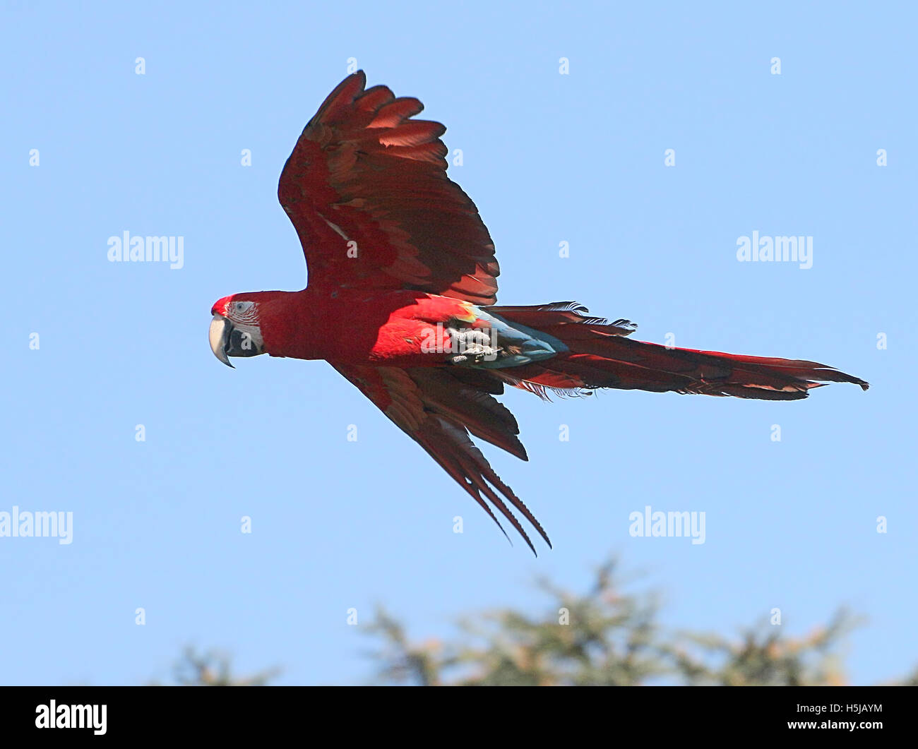 Südamerikanische Rot-Grüne Aras (Ara Chloropterus) aka Green-winged ARA in enger Flug Stockfoto