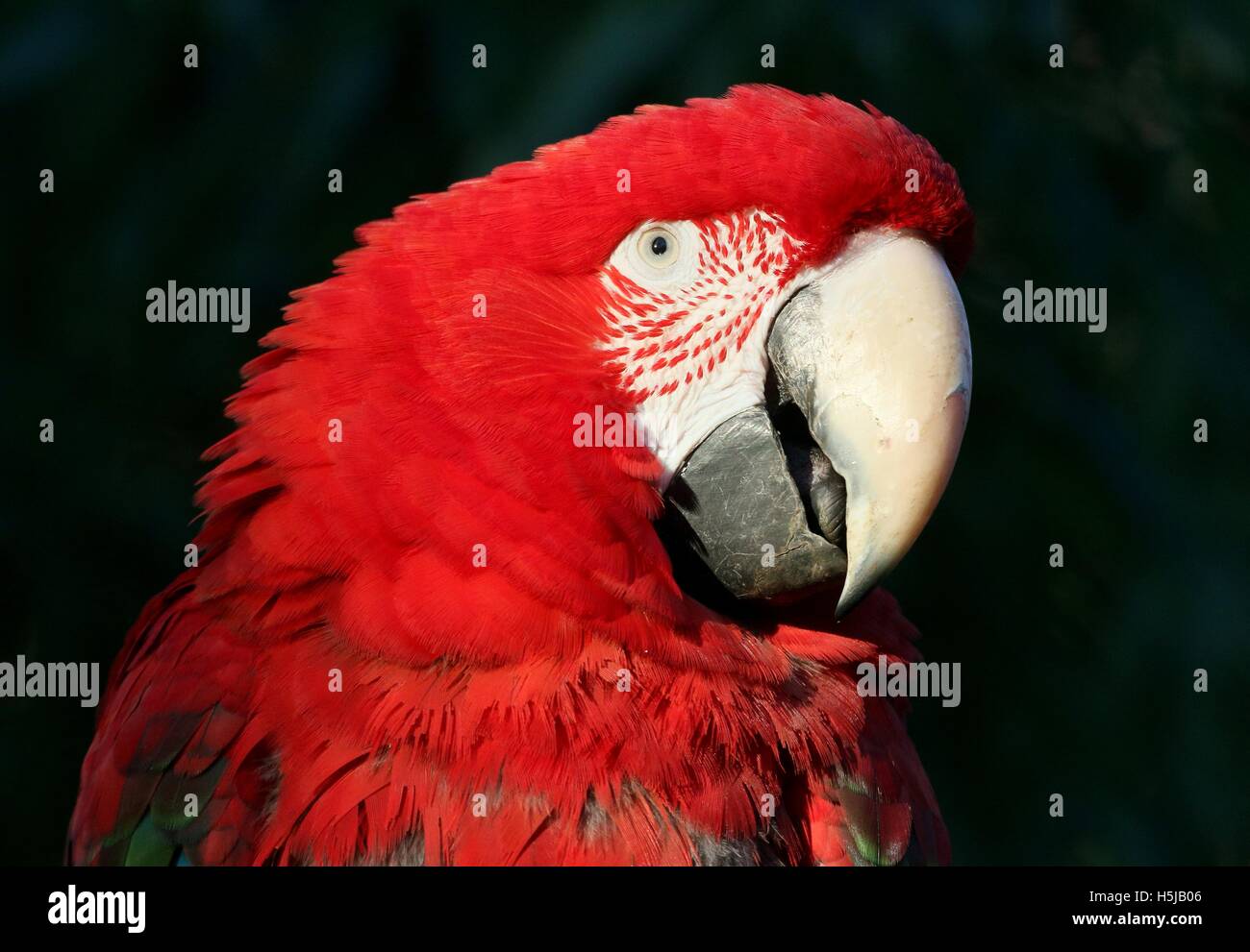 Südamerikanische Rot-Grüne Aras (Ara Chloropterus) aka Green-winged ARA. Stockfoto