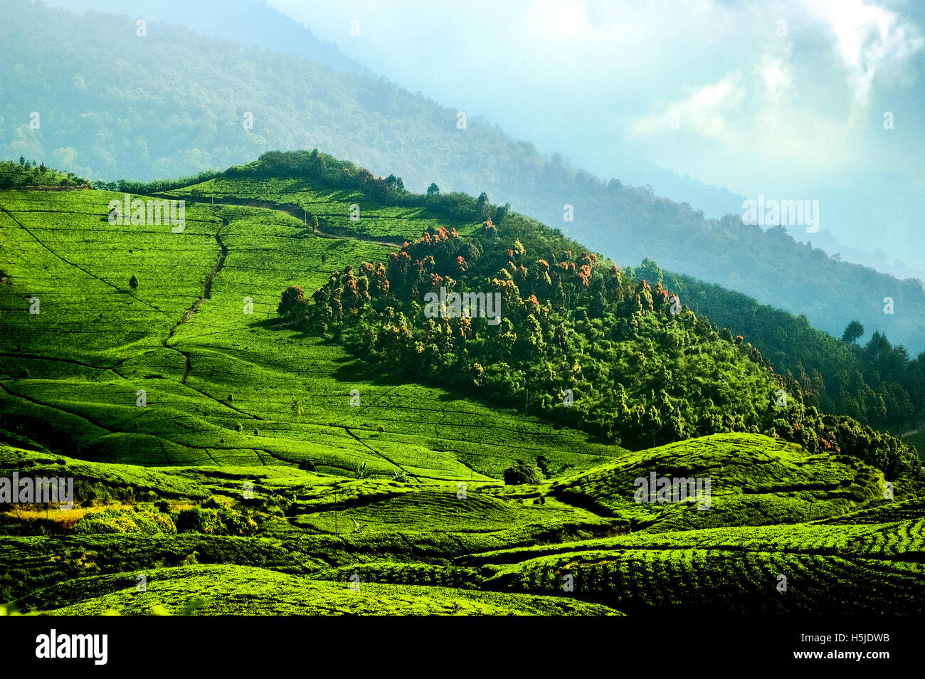 Die Teeplantage auf einer bergigen Landschaft ist vom Dorf Cibulao in Cisarua, Bogor, West Java, Indonesien aus zu sehen. Stockfoto