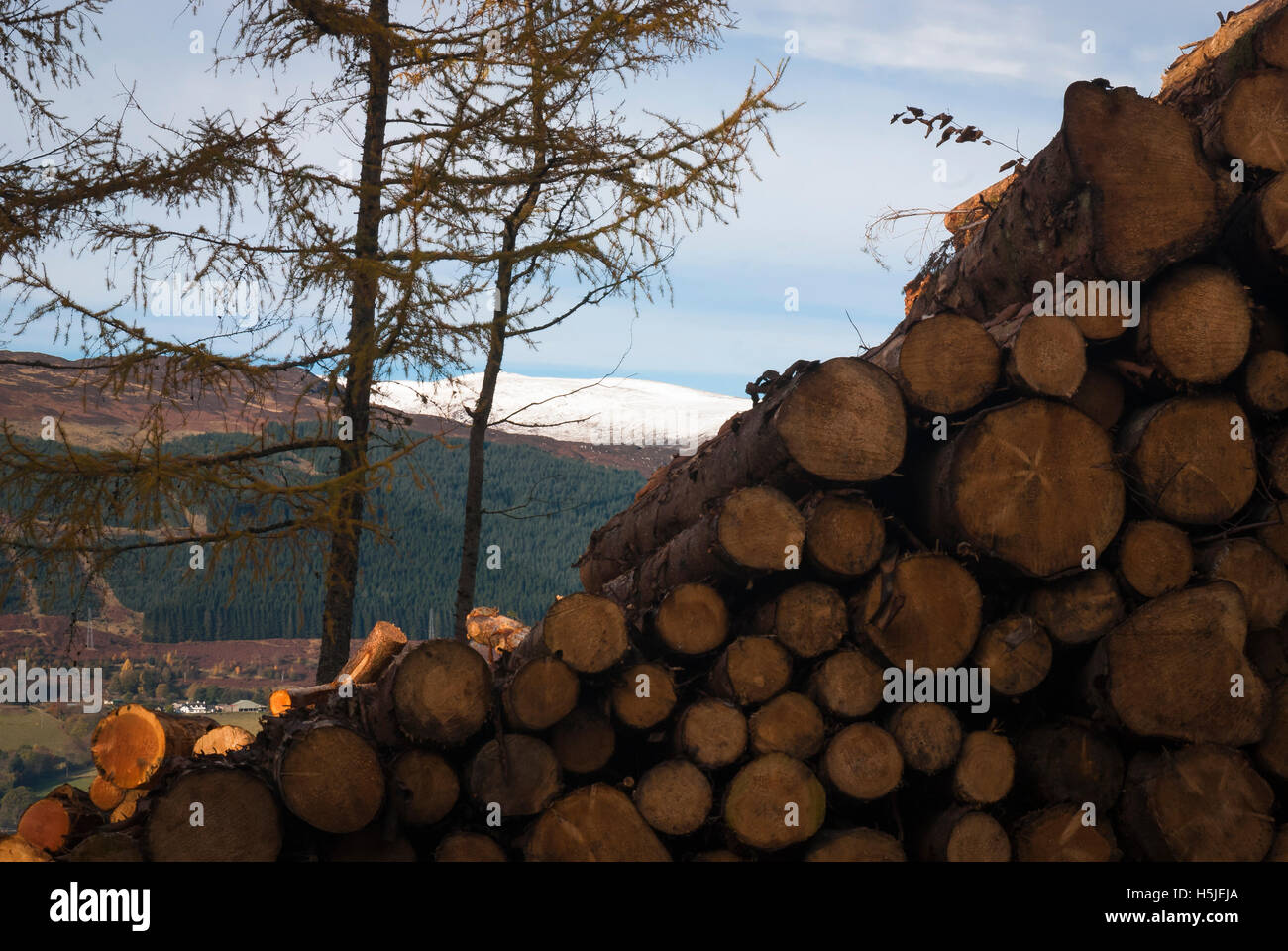 Ein Landschaftsbild, Holz, Bauholz, Protokolle gestapelt im November Sonnenschein, Schottland. Stockfoto