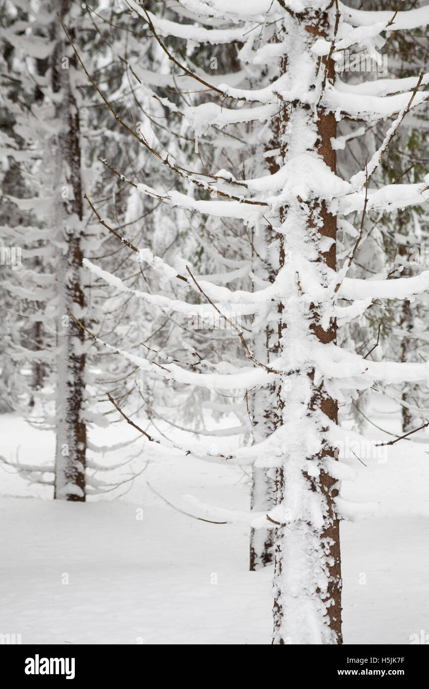 malerischen Winterwald Stockfoto
