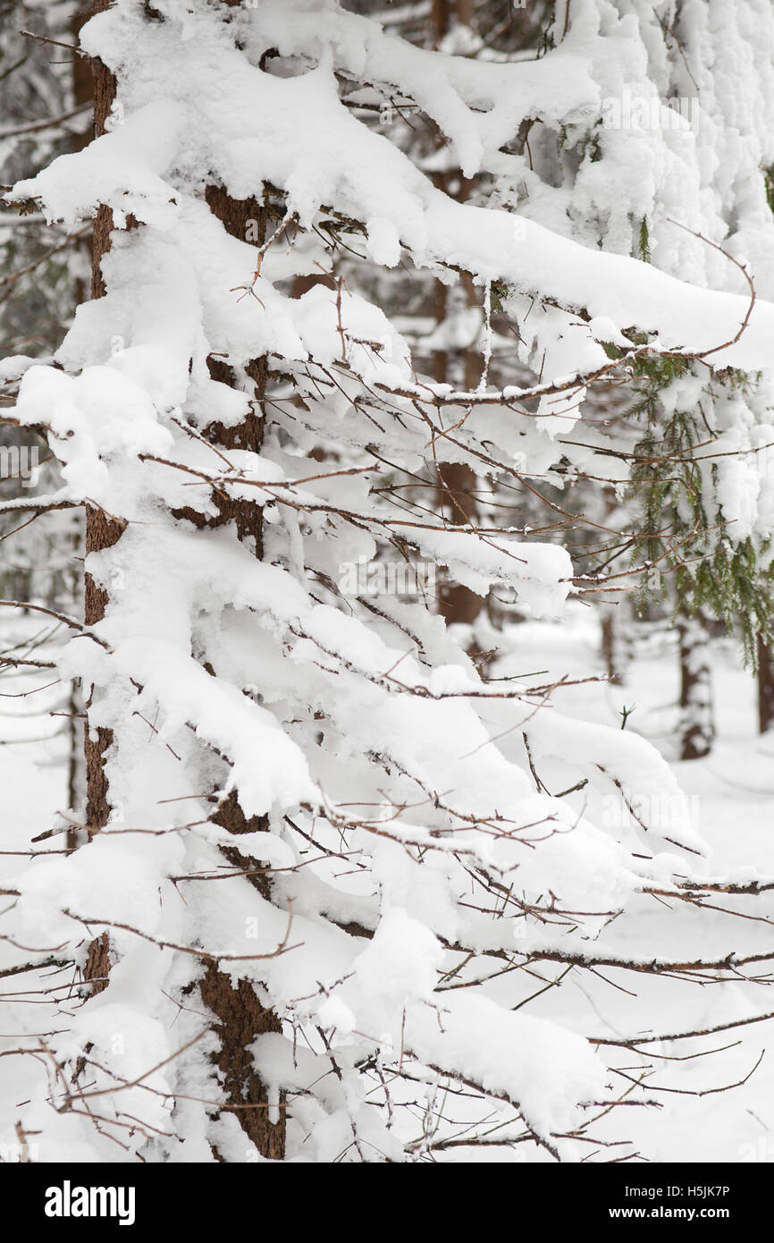 malerischen Winterwald Stockfoto