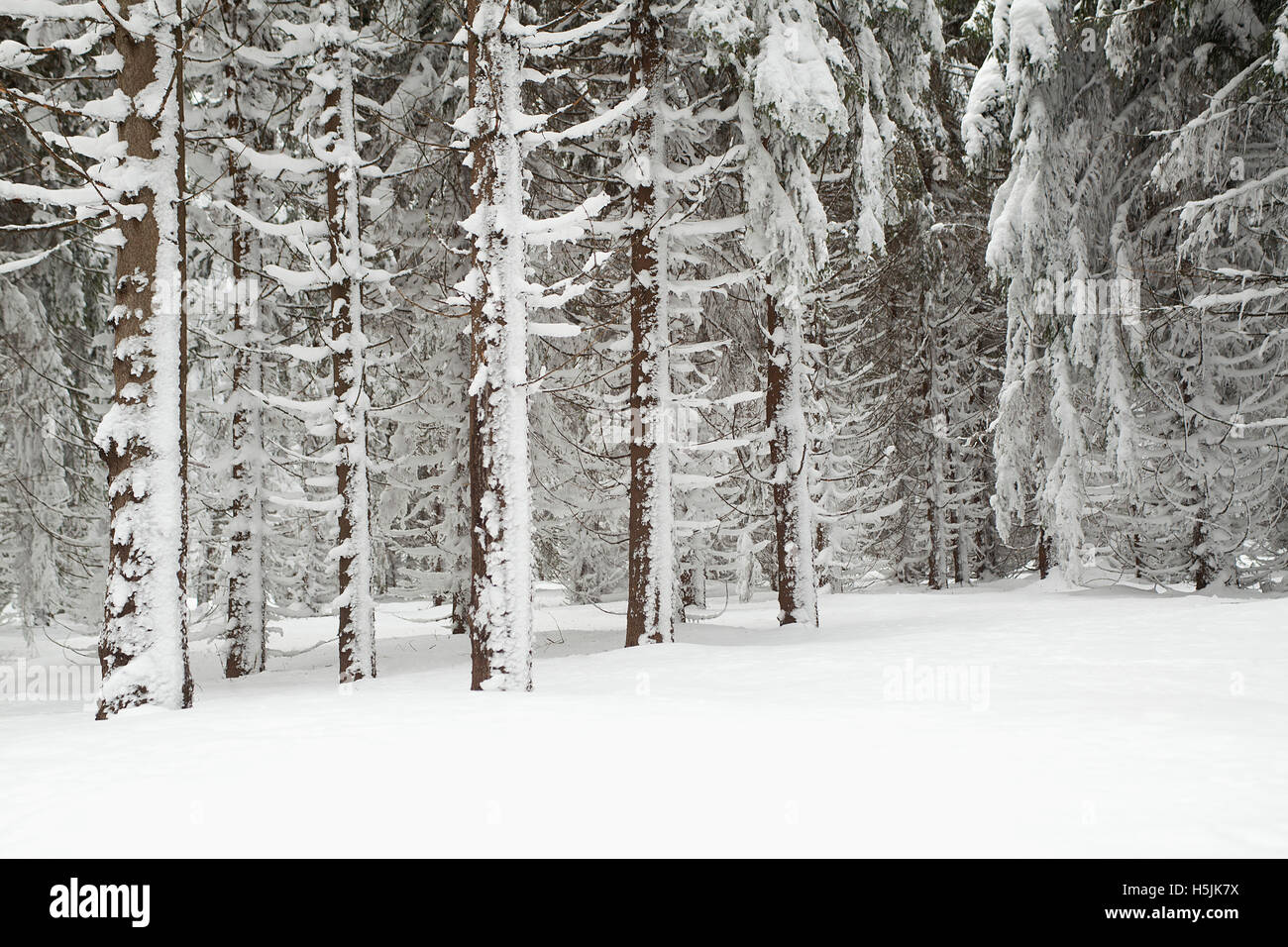 Winter Waldlandschaft Stockfoto