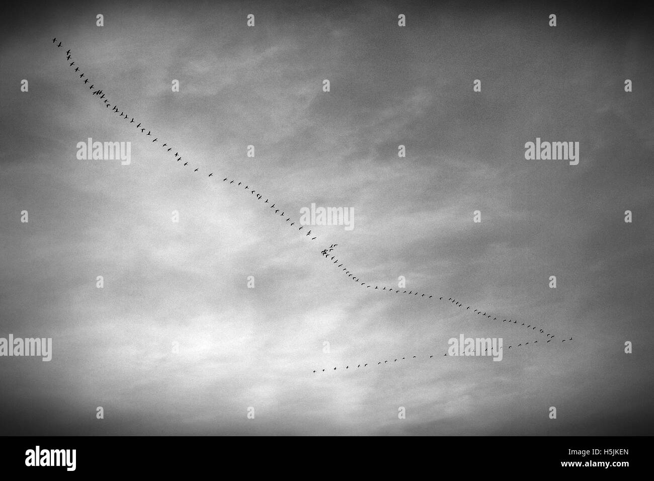 Schwarz / weiß Bild des Vogelflugs Stockfoto