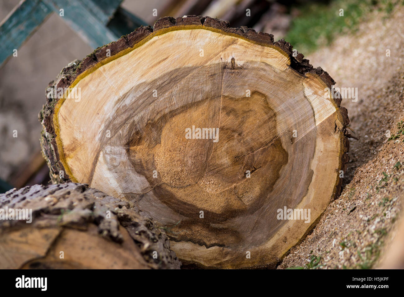 Querschnitt eines Baumes, gehackte Stockfoto