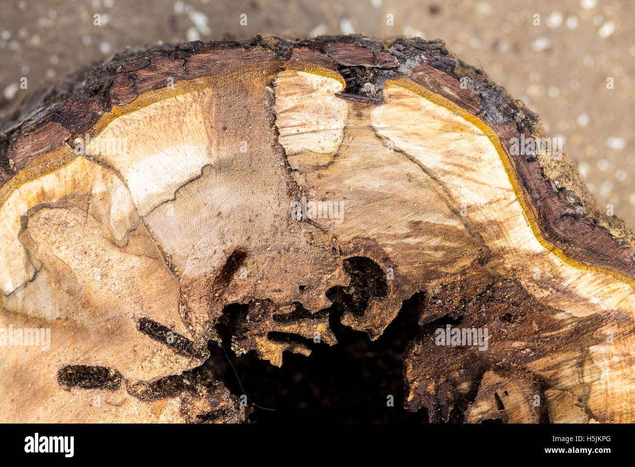 Querschnitt eines Baumes Details von Insekten gegessen Stockfoto