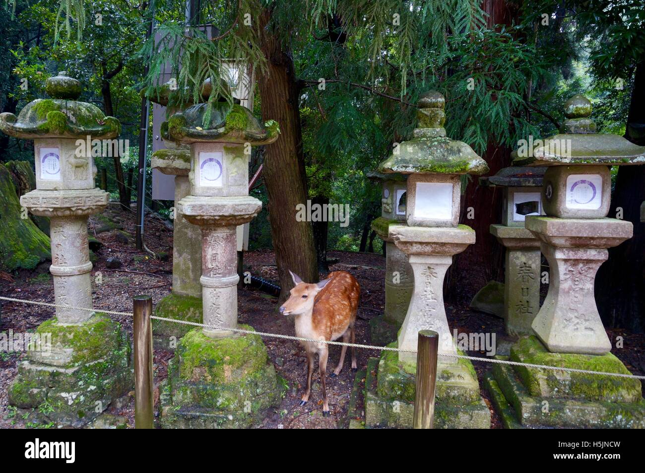 Neugierig Hirsch nähert sich in der Laternen aus dem Wald Stockfoto