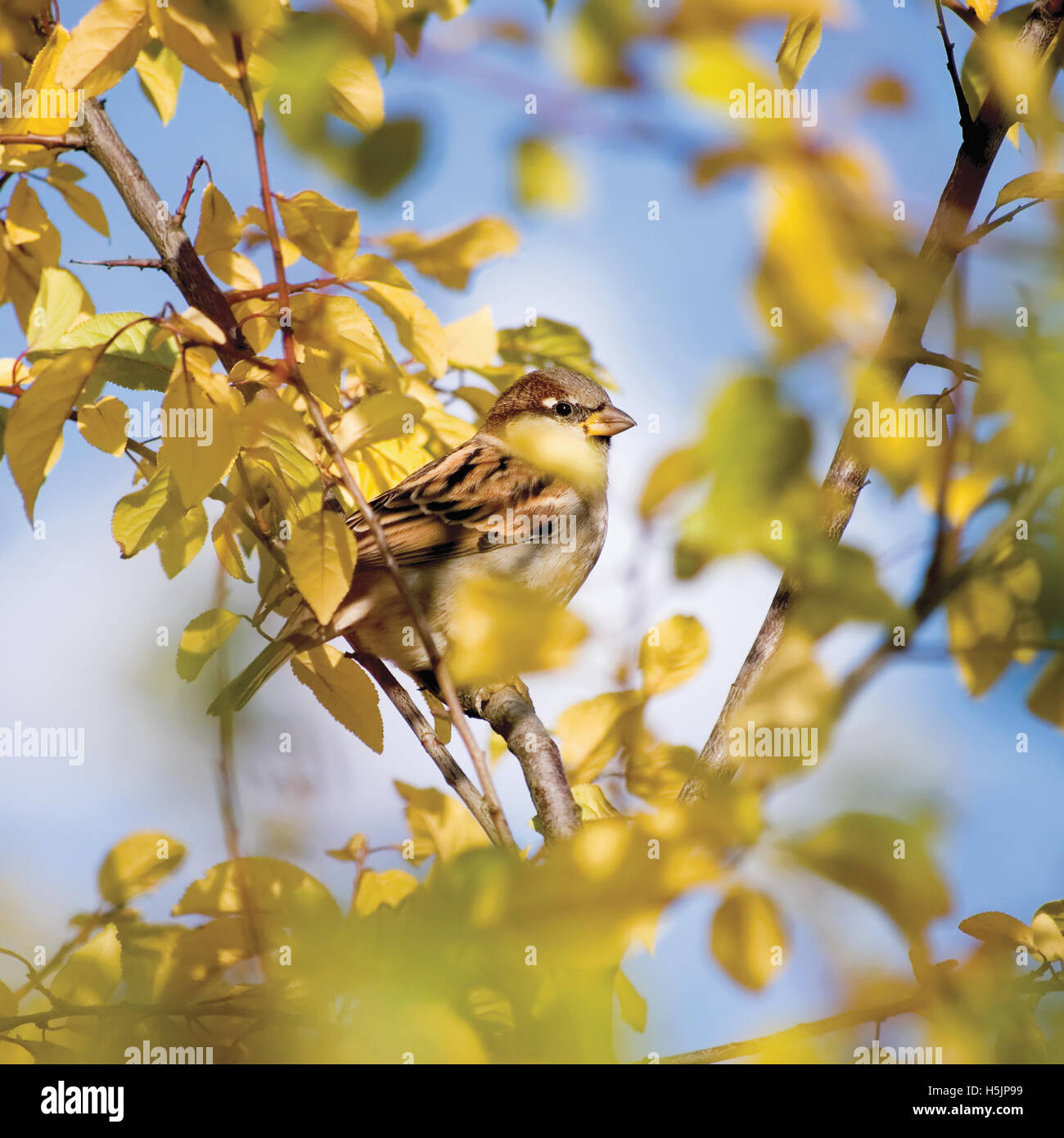 Spatz Vogel P. Passer Domesticus detaillierte Herbst Baum Versteck, gelbe Blätter, sonnigen blauen Himmel, Nahaufnahme, sanftes Bokeh Hintergrund Stockfoto