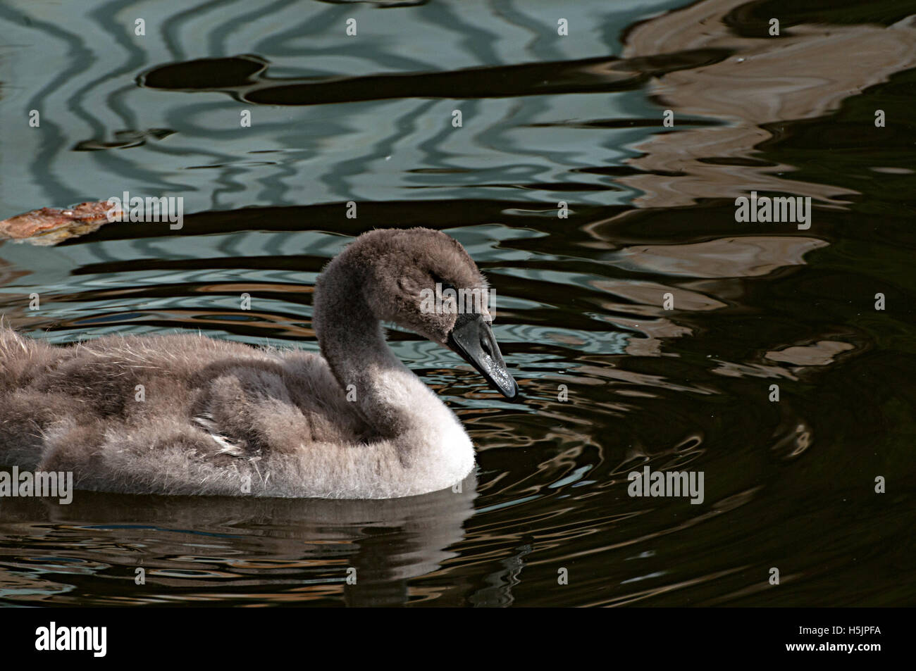 Swan, Schönheit, Vogel, Natur, ruhig, Wild, Natur, See, weiß, Wasser, anmutig, Swan River Stockfoto