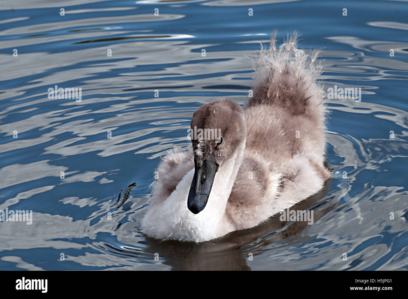 Swan, Schönheit, Vogel, Natur, ruhig, Wild, Natur, See, weiß, Wasser, anmutig, Swan River Stockfoto