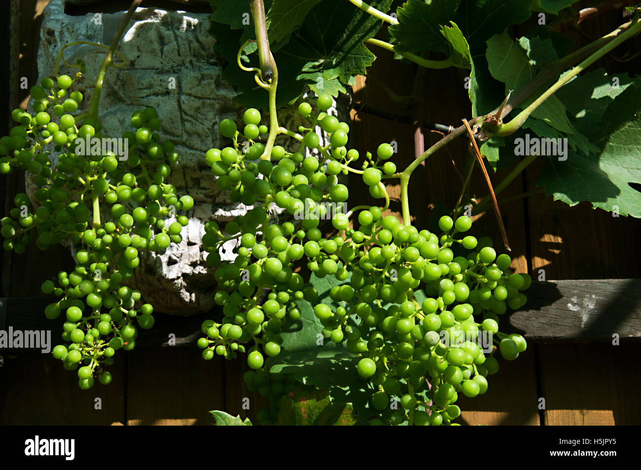 Natur, Pflanze, Weinrebe, Anbau, Wein, Saison, grüne, ländliche, Obst, Italien Stockfoto