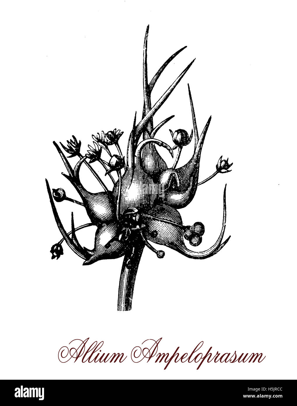 Laubbäume wilder Lauch ist ein Mitglied der Gattung Allium, bestehend aus Knoblauch und Zwiebel. Im Gegensatz zu seinen bekannteren Geschwister die gemeinhin als essbare gehören die Blätter. Stockfoto