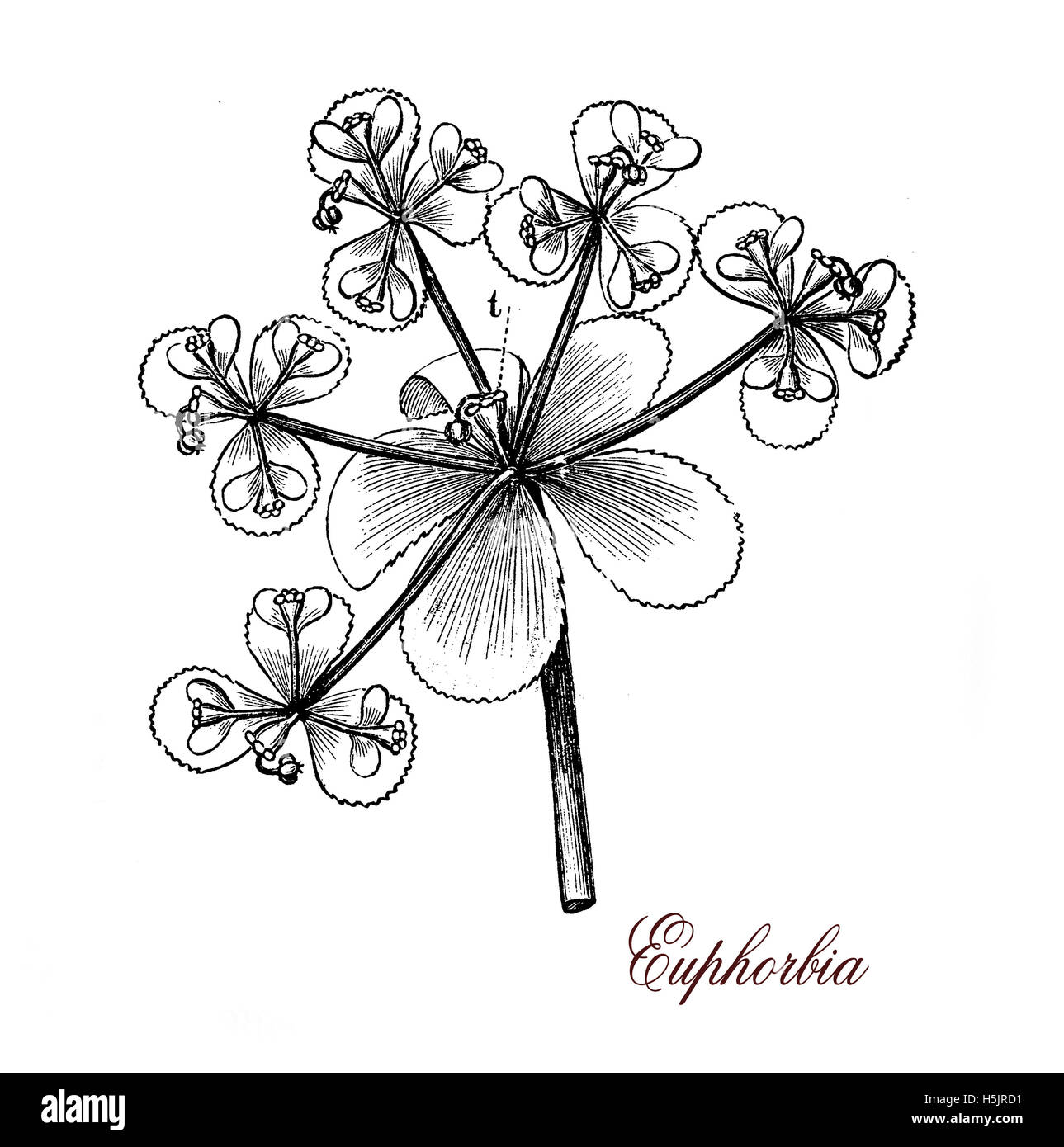 Euphorbias oder Euphorbien (Familie Euphorbiaceae) reichen von winzigen Einjahrespflanzen bis groß und langlebigen Bäumen. Einige werden häufig als Zierpflanze angebaut, das Latex ist giftig. Stockfoto
