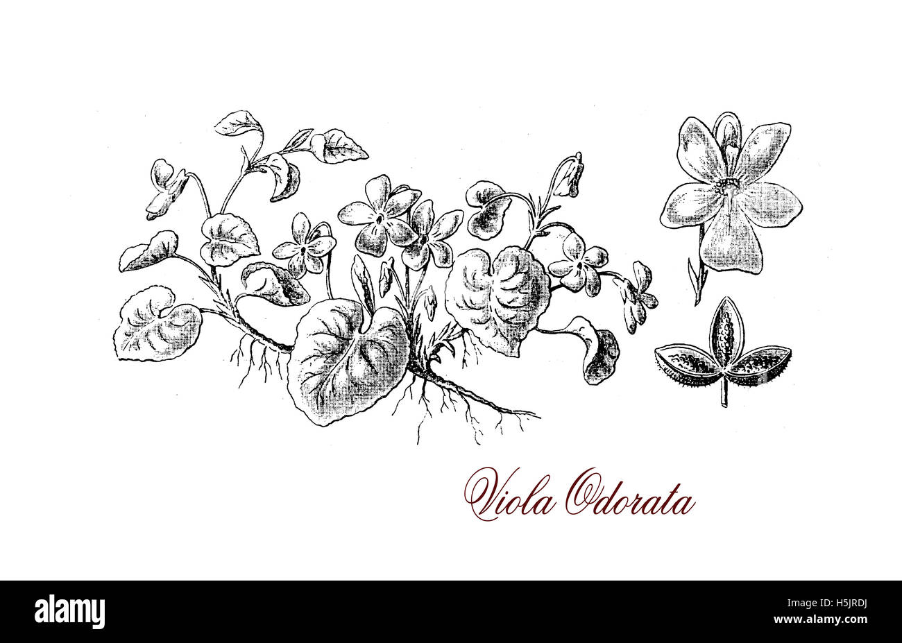 Garten violett oder Viola Odorata ist eine mehrjährige blühende Pflanze, die Blüten haben einen süßen Duft in der viktorianischen Ära populär und Blätter werden noch in der Parfümerie verwendet Stockfoto